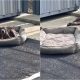 Cachorro deitado em chão de concreto