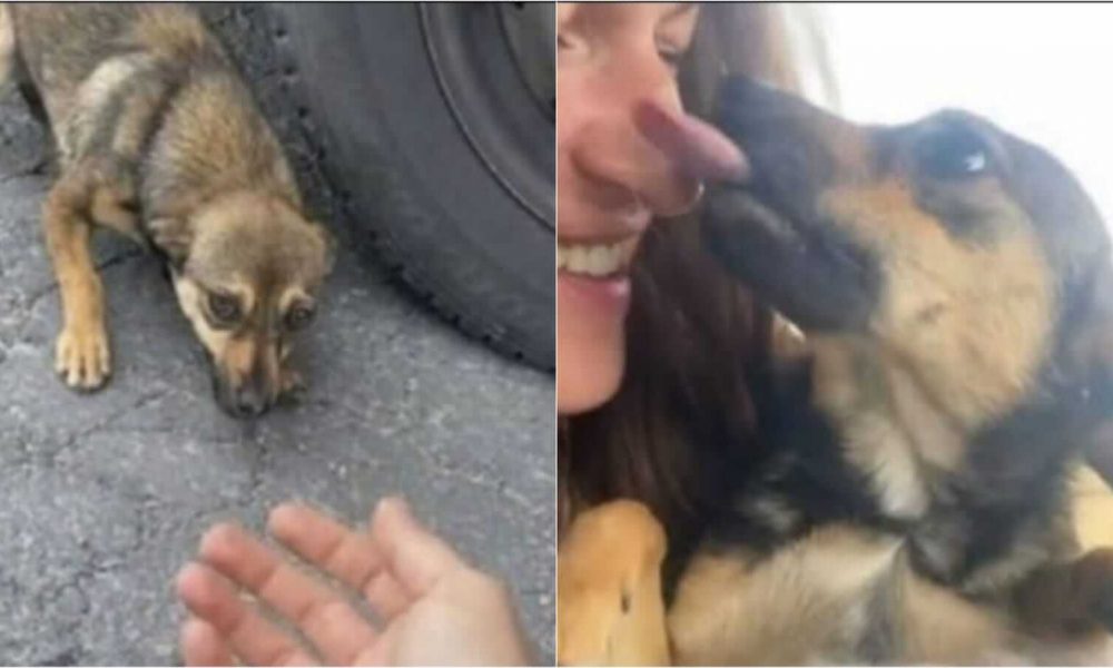 Cachorro resgatado por mulher em estrada