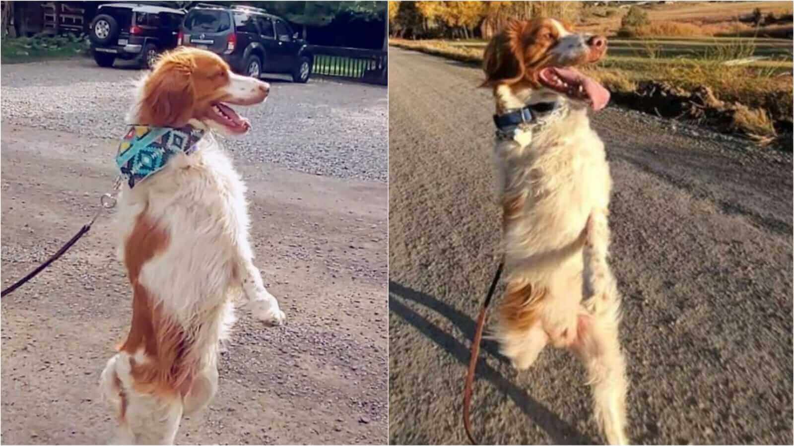 Cachorro andando com duas patas