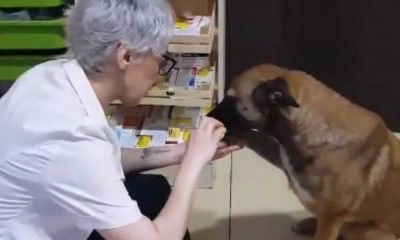 Mulher passando remédio na pata do cachorro