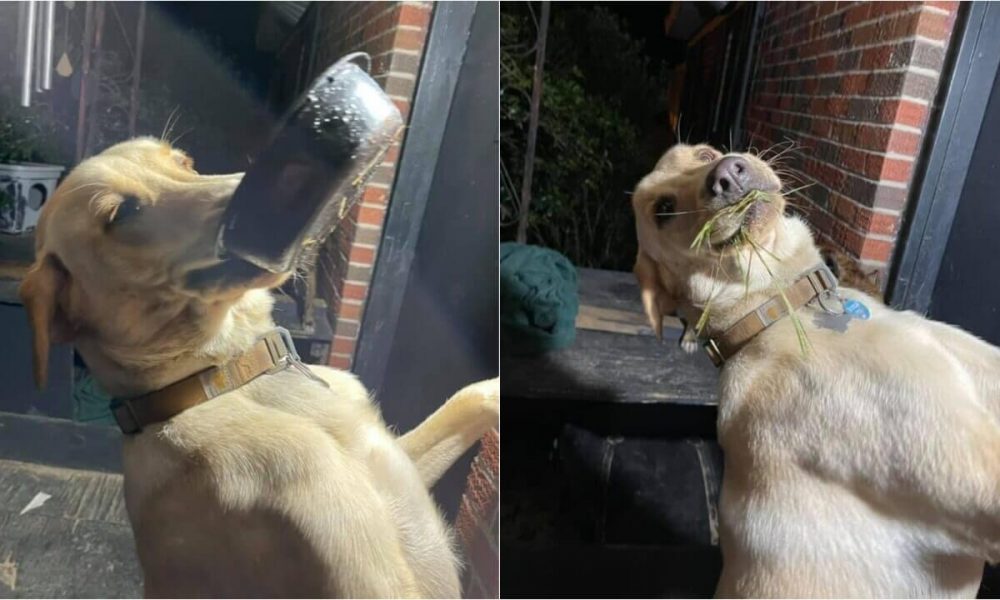 Cachorro carregando objetos na boca