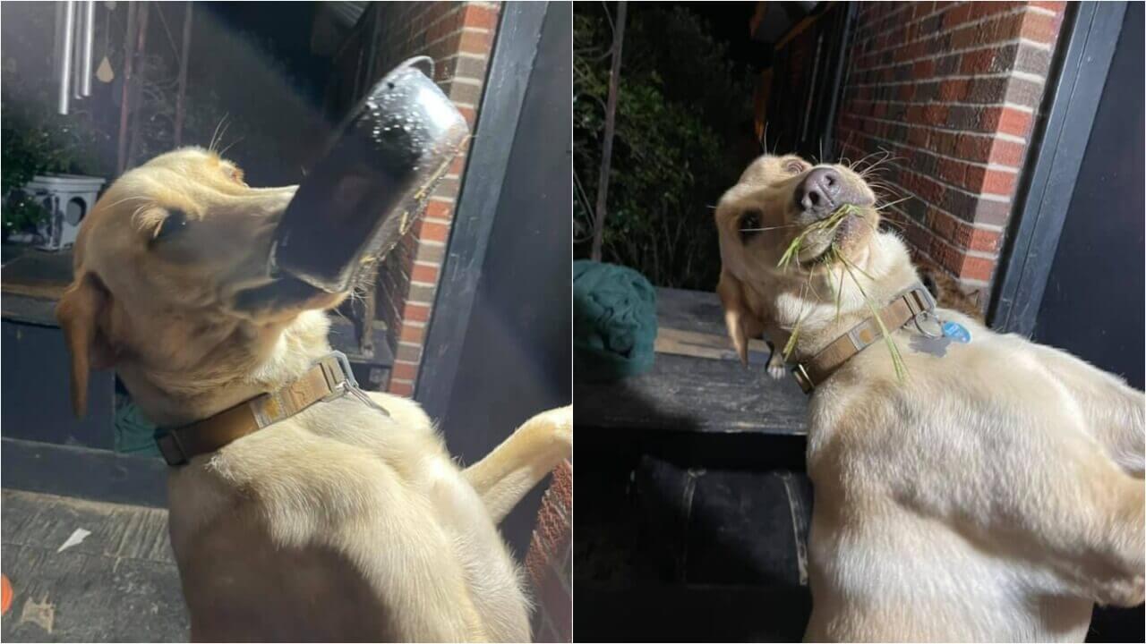 Cachorro carregando objetos na boca