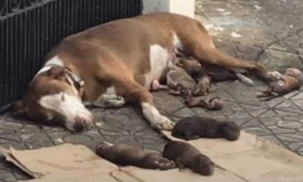 Cachorro deitado na rua com filhotes