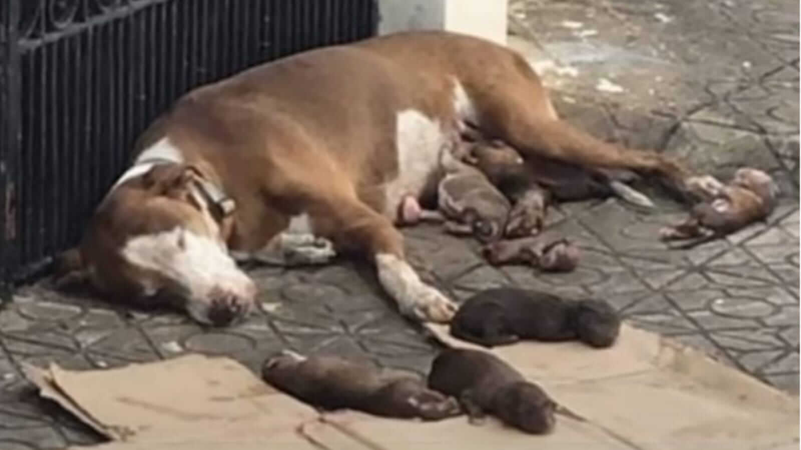 Cachorro deitado na rua com filhotes
