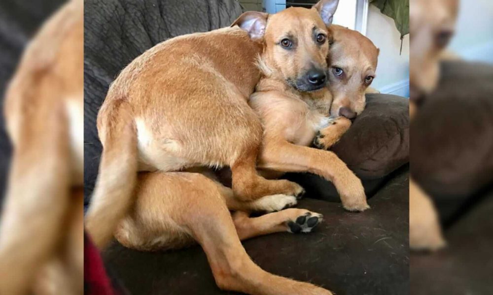 Cachorros abraçados em sofá