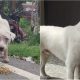 Antes e depois de cachorro abandonado