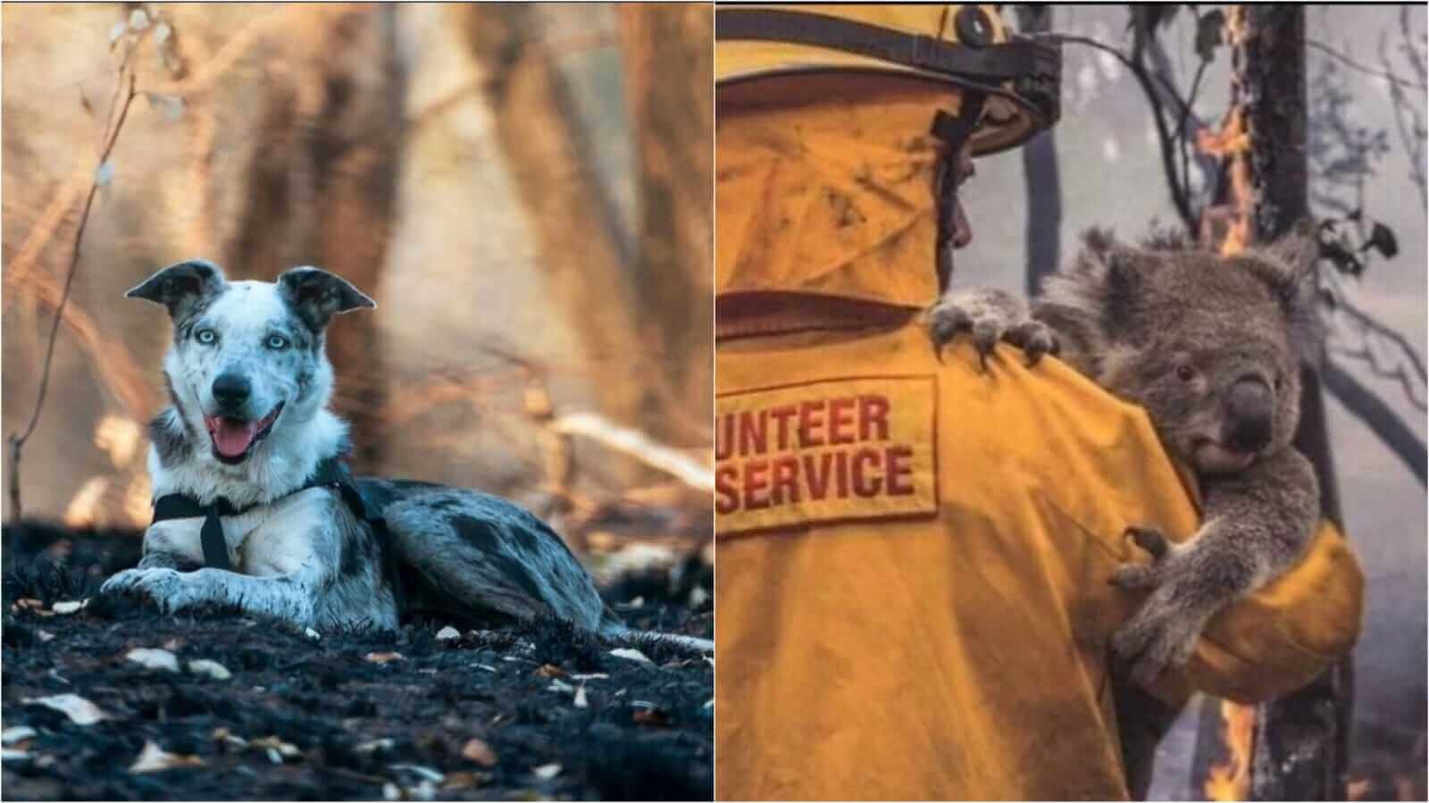 Cachorro em floresta - homem socorrendo coala de incêndio