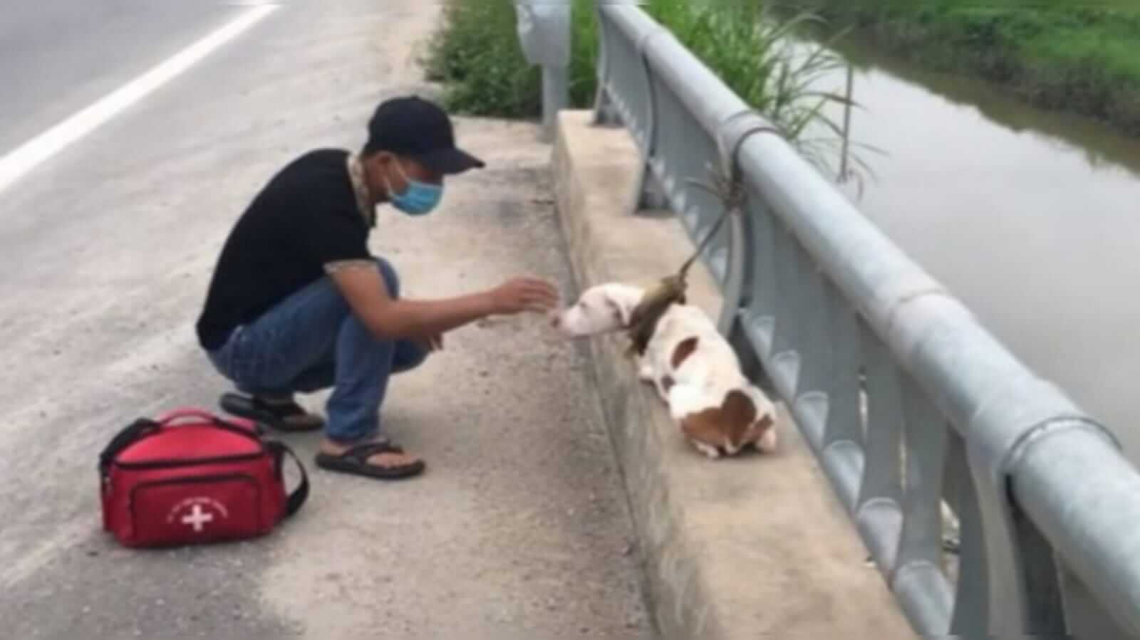 Cachorro sendo resgatado de ponte