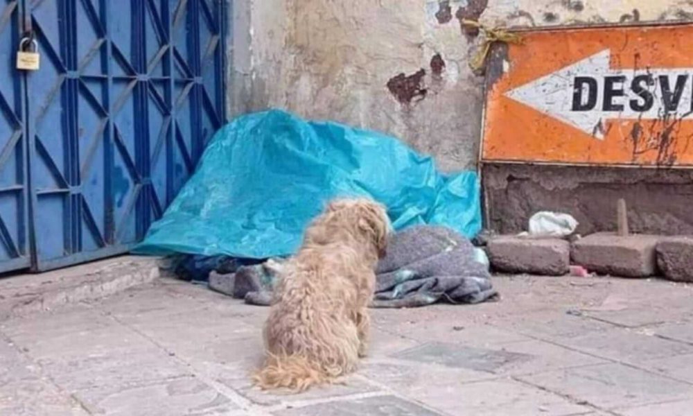 Cachorro sentado em calçada