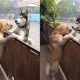 Cachorros se abraçando sobre cerca