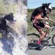 Cachorro em gramado e ciclista levando cachorro em bicicleta