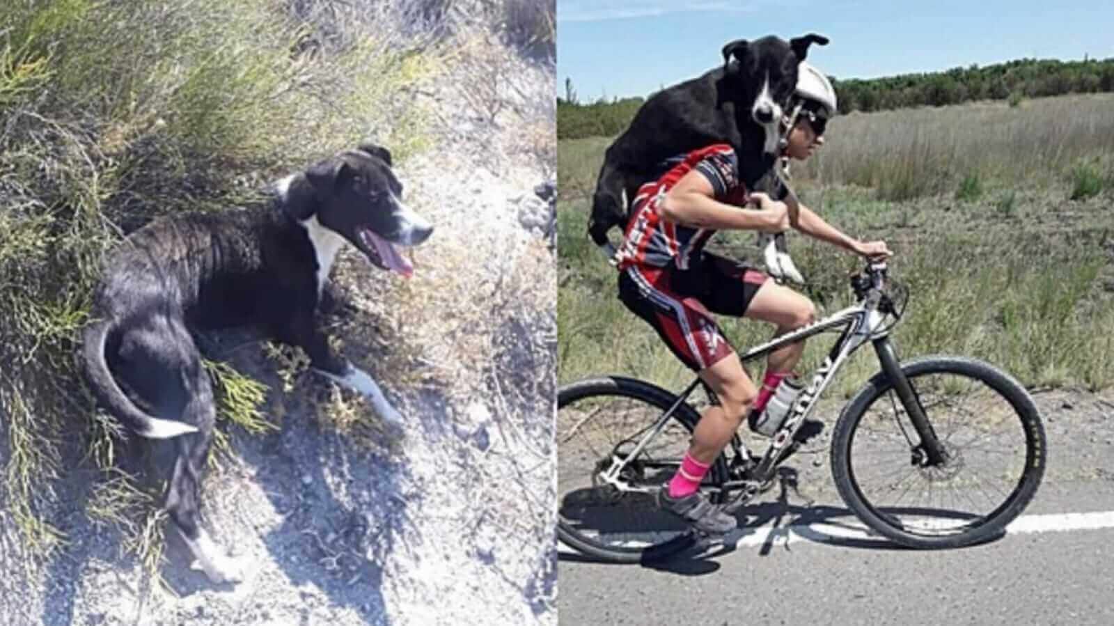 Cachorro em gramado e ciclista levando cachorro em bicicleta