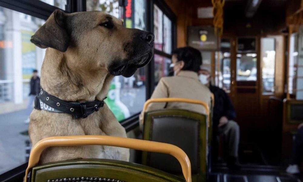 Cachorro em ônibus