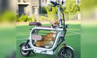 Motocicleta com cachorro