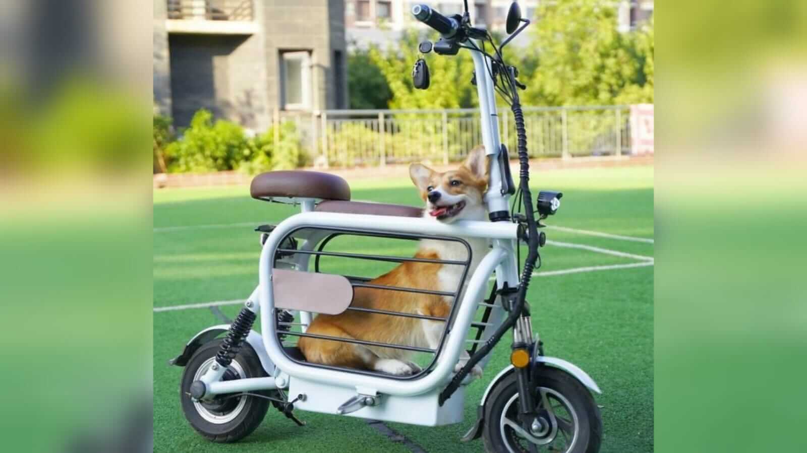 Motocicleta com cachorro