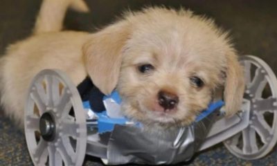 Cachorro filhote em cadeira de rodas