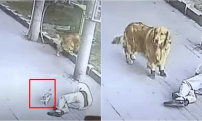 Imagens de câmera de segurança de gato atingindo homem