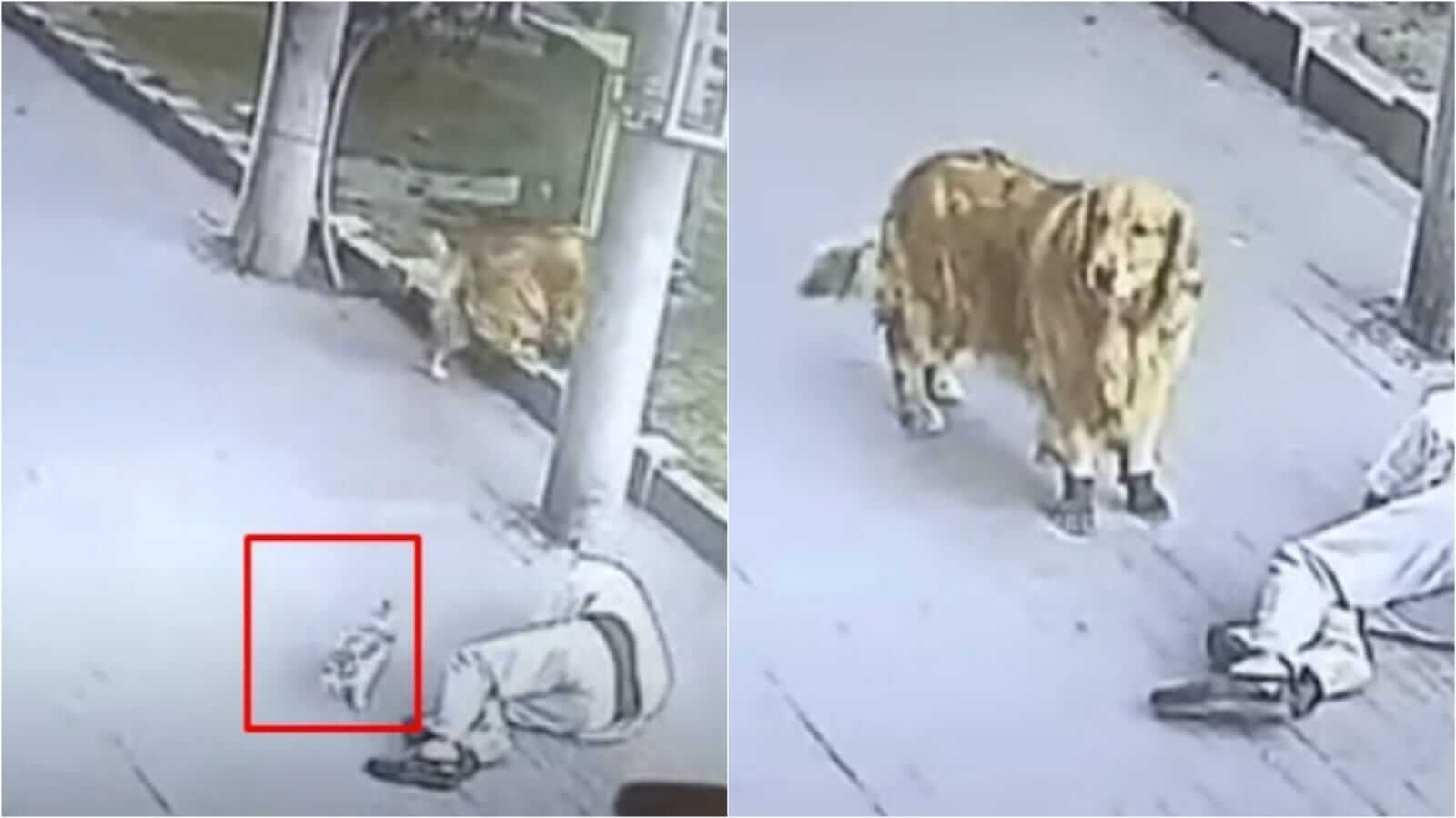 Imagens de câmera de segurança de gato atingindo homem