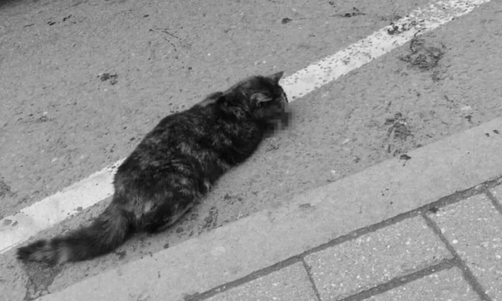 Gato caído na rua
