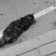 Gato caído na rua