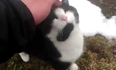 Homem fazendo carinho em gato preto e branco