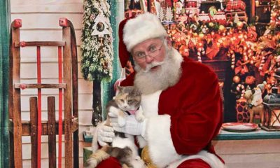 Papai Noel segurando gato no colo