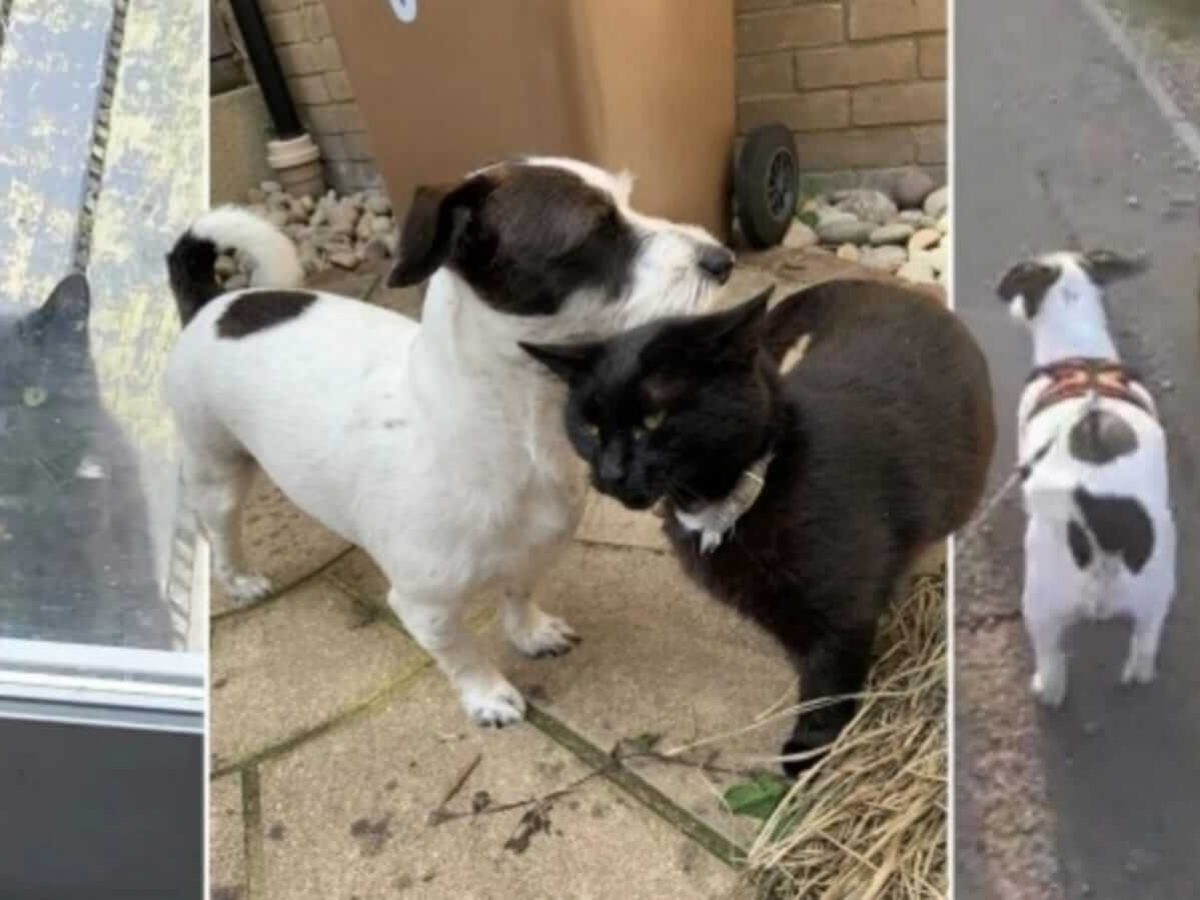 Gato fofo está de pé na mesa em casa, amizade de foco seletivo suave e jogos  com animais de estimação