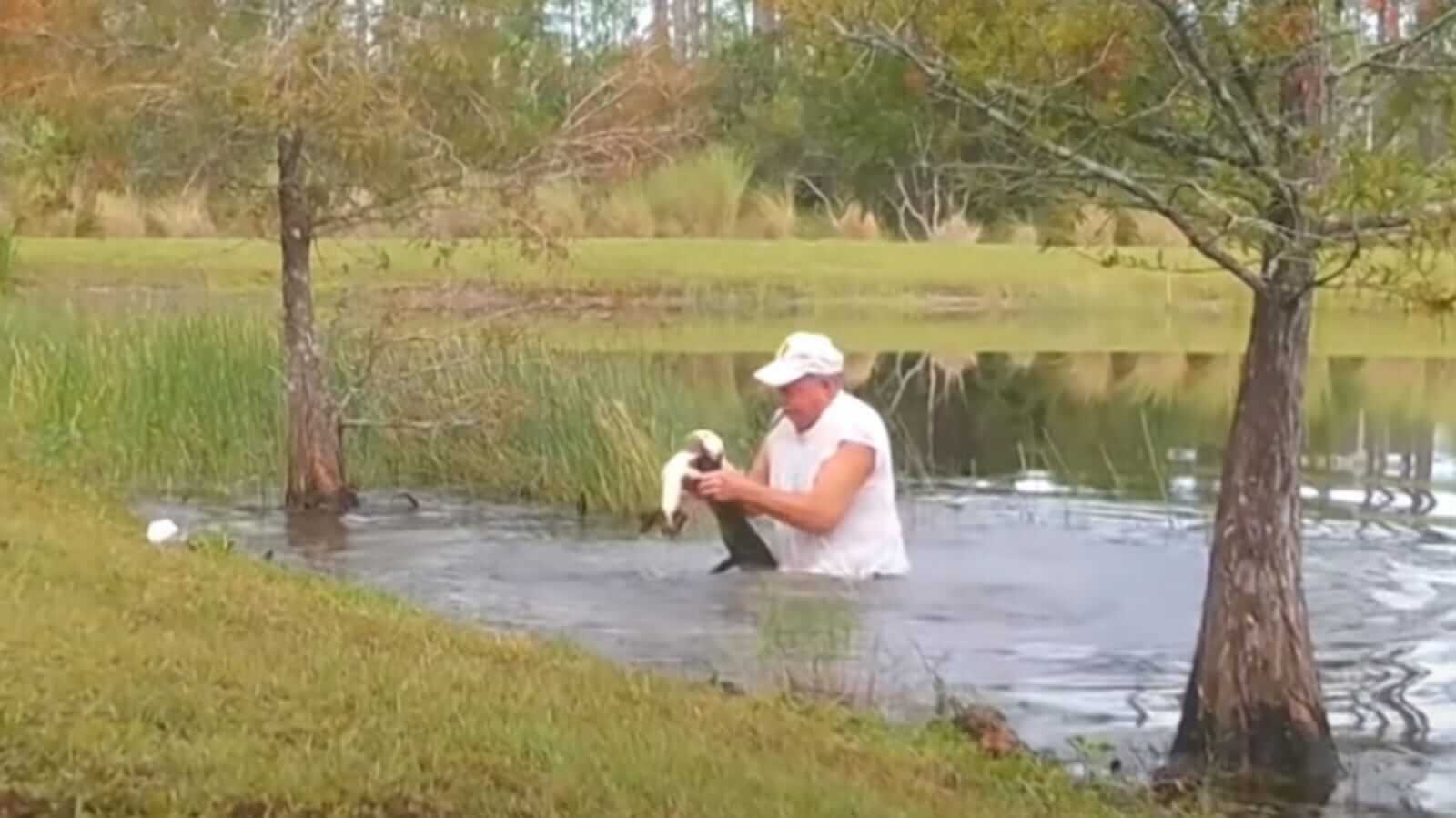 Homem em lago salvando cachorro de jacaré