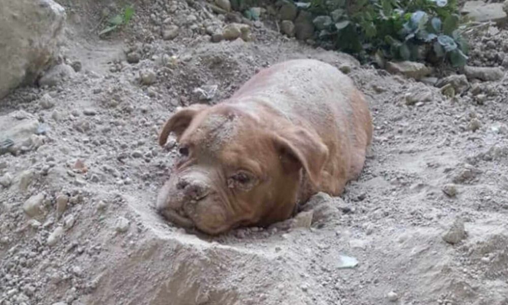Cachorro enterrado vivo