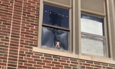 Cachorro em janela quebrada