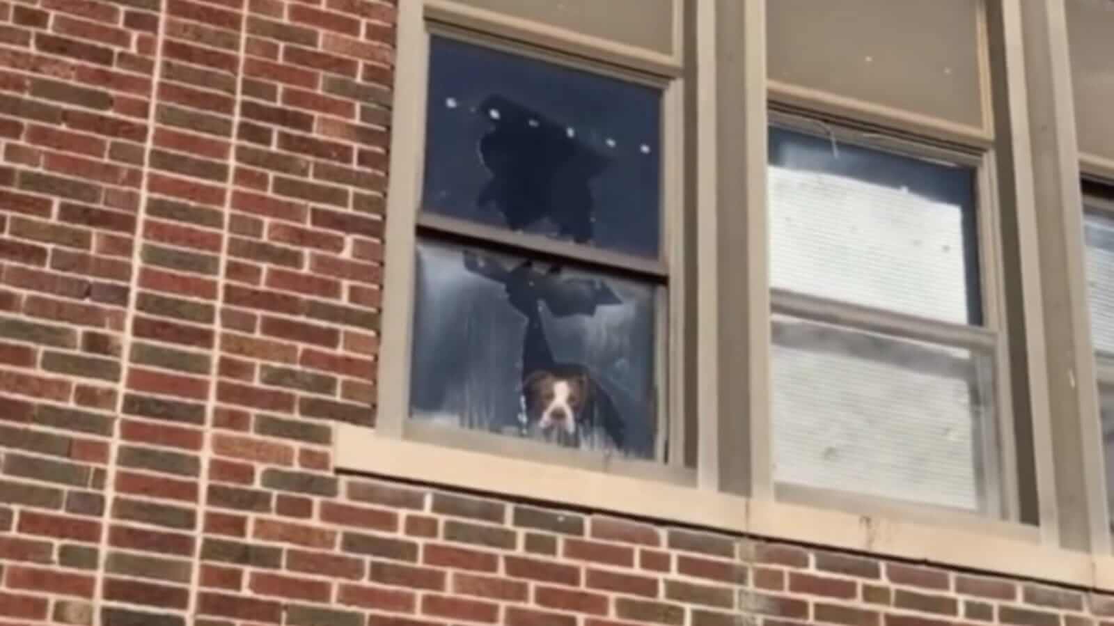Cachorro em janela quebrada