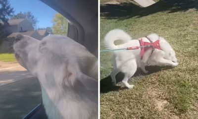 Cachorro cego em parque
