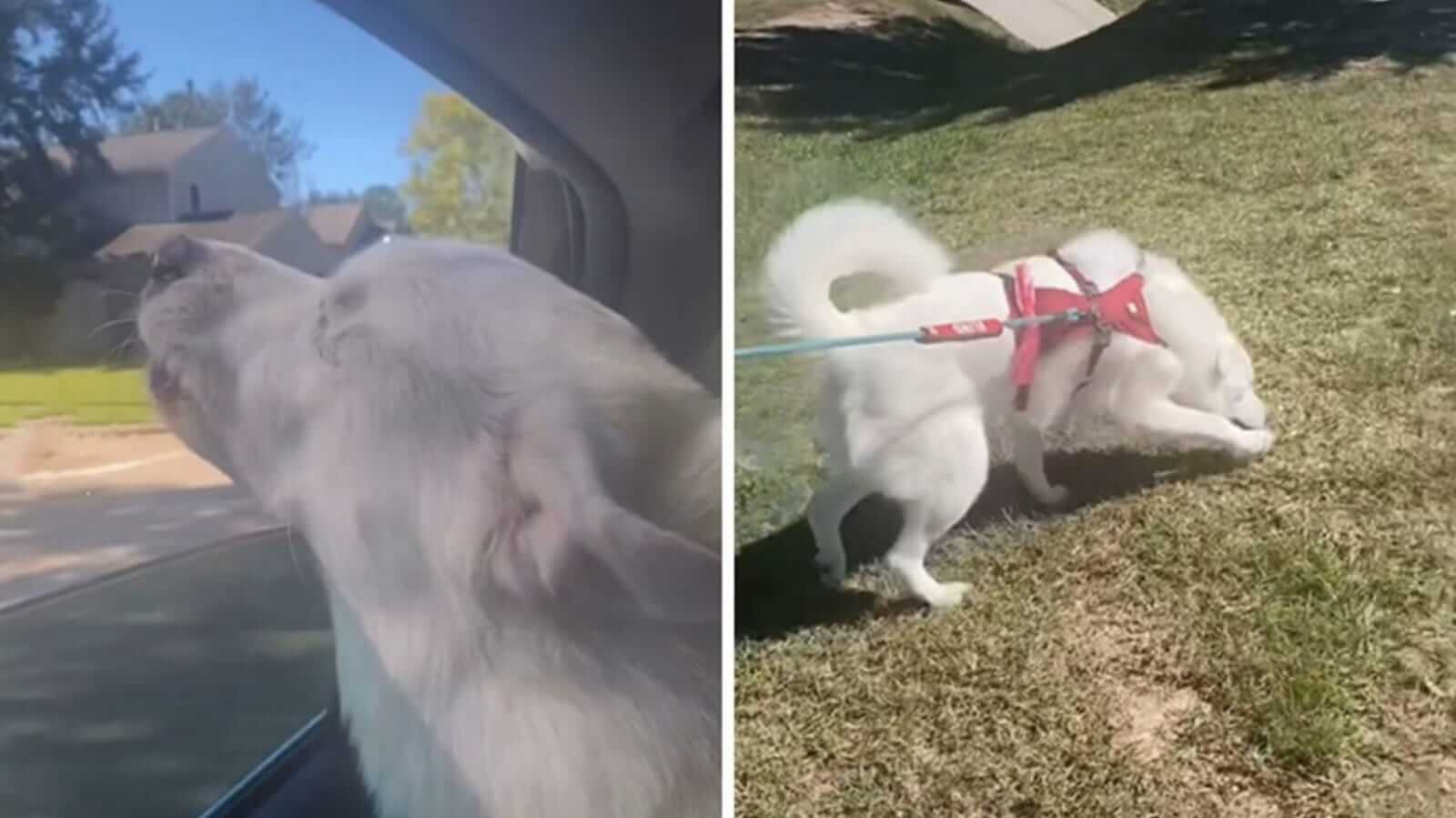 Cachorro cego em parque