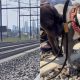 Cachorro em trilho de trem