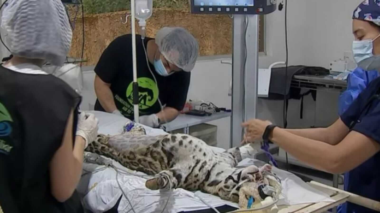 Cirurgia de jaguatirica na Mata Ciliar, em Jundiaí