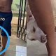 Cachorro mordendo perna de homem