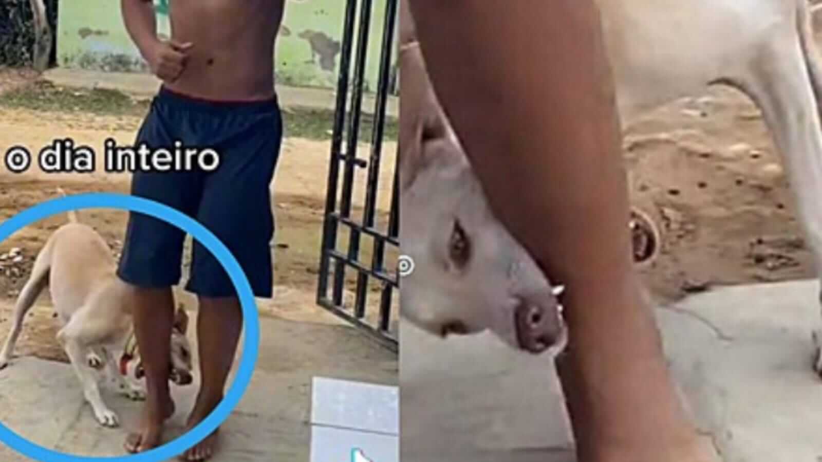 Cachorro mordendo perna de homem