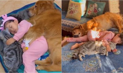 Menina dormindo com cachorro e gato