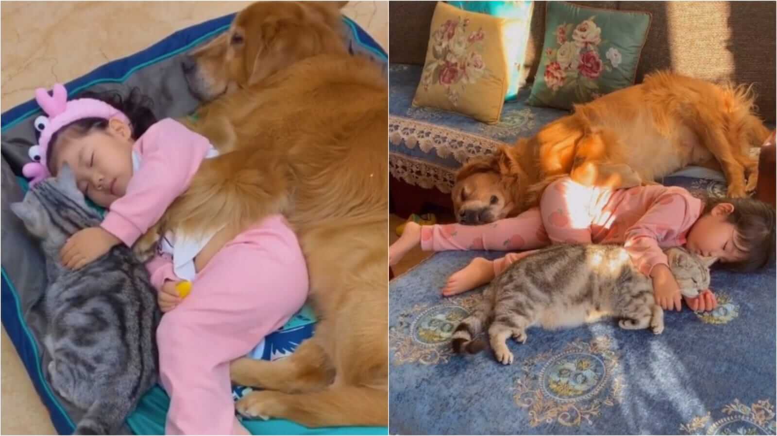 Menina dormindo com cachorro e gato