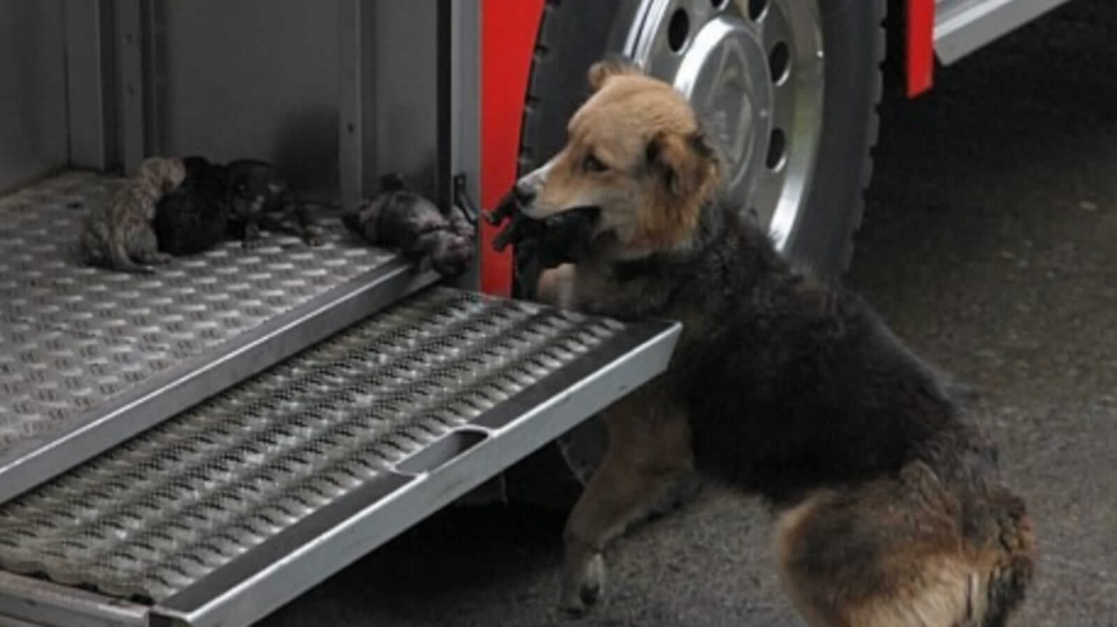 Cachorro colocando filhotes em caminhão de bombeiros