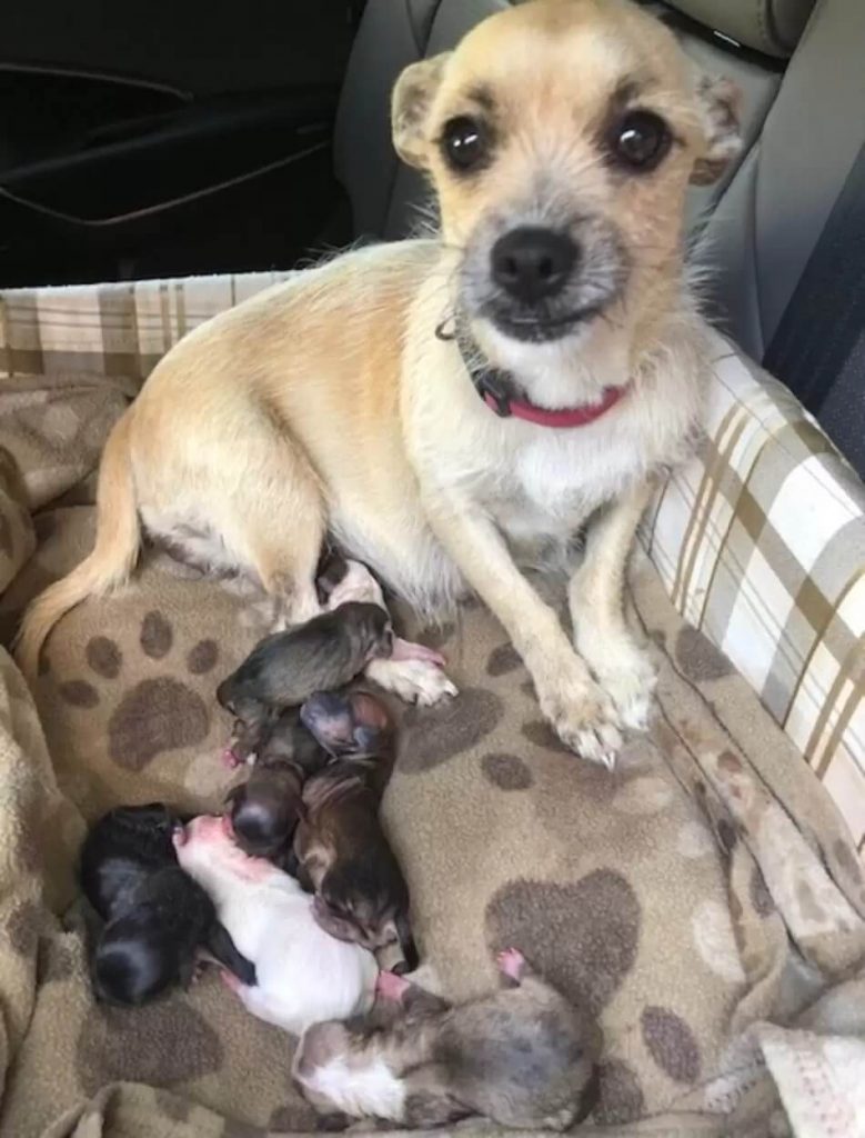 Cachorro com filhotes em banco traseiro de carro