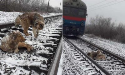 Dois cachorros em linha de trem