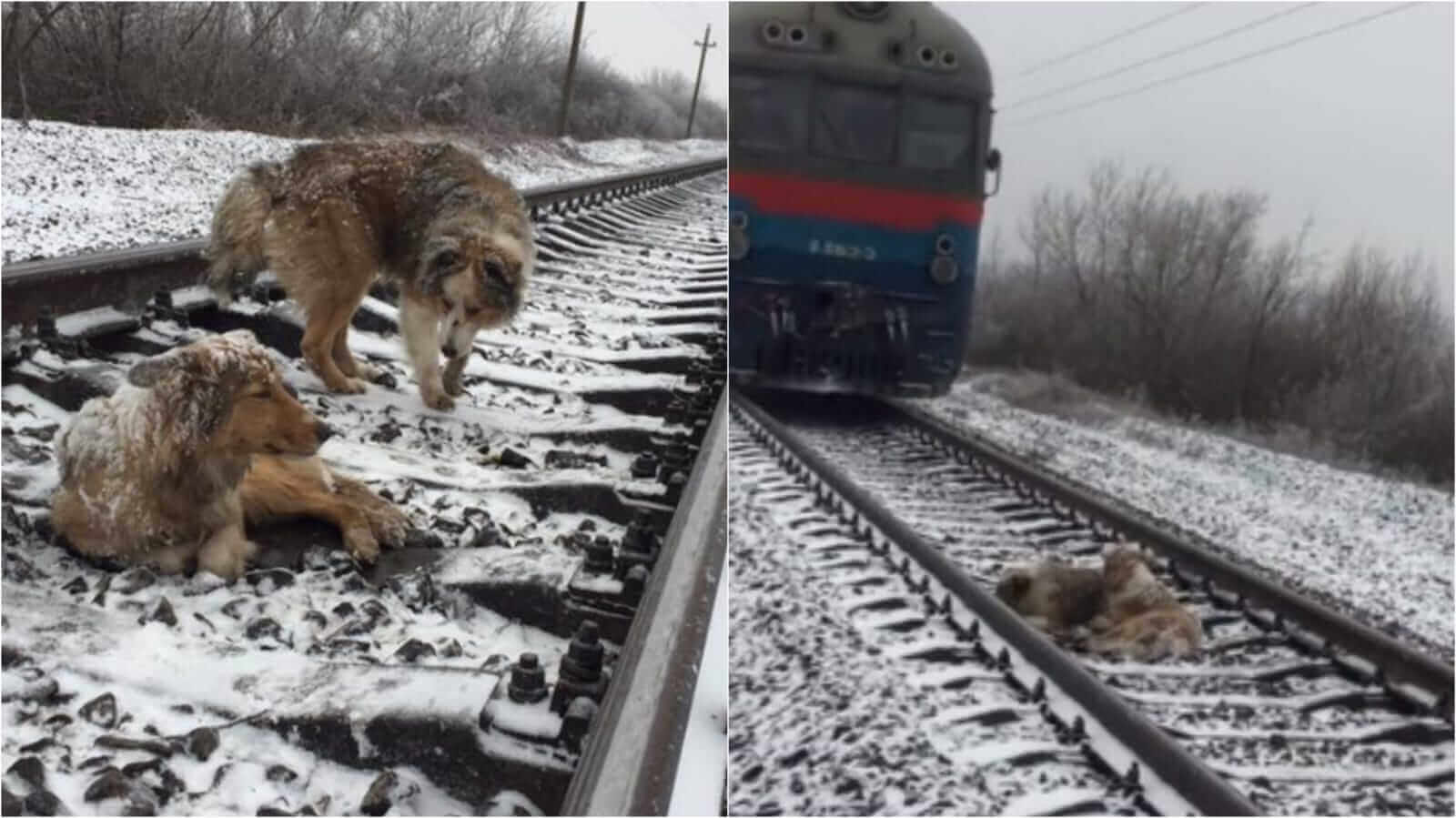 Dois cachorros em linha de trem