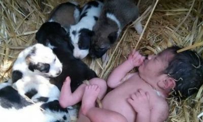 Bebê deitado em palha com filhotes de cachorro