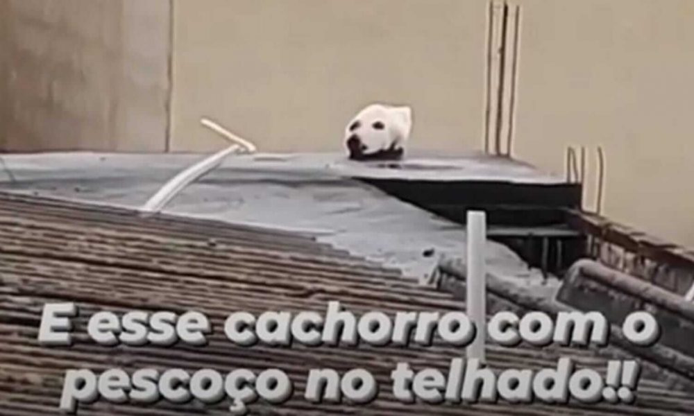 Print de vídeo de animal em telhado