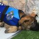 Cachorro filhote deitado no chão com uniforme de polícia
