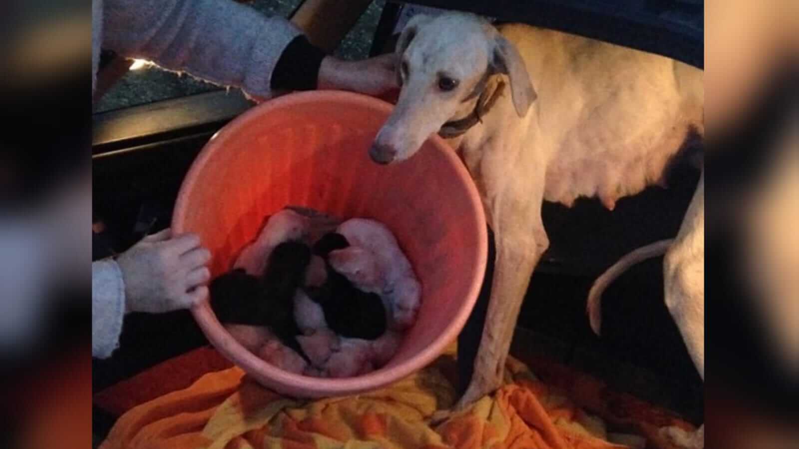 Cachorro em porta mala de carro com filhotes