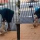 Homem fazendo carinho em cachorro