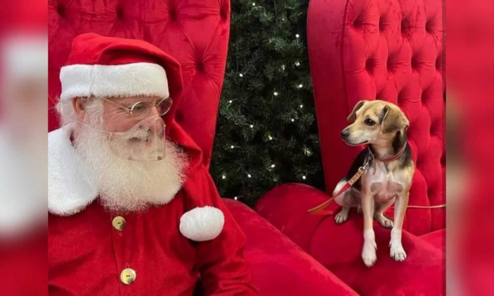Papai Noel e cachorro em poltrona vermelha