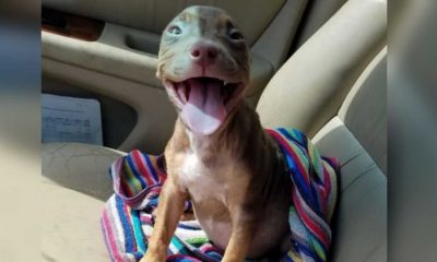 Cachorro sorrindo em banco de carro